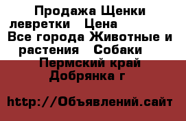 Продажа Щенки левретки › Цена ­ 40 000 - Все города Животные и растения » Собаки   . Пермский край,Добрянка г.